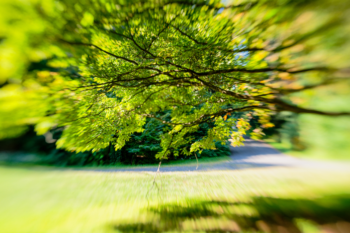 Summer Garden Path by Pinaki Sarkar