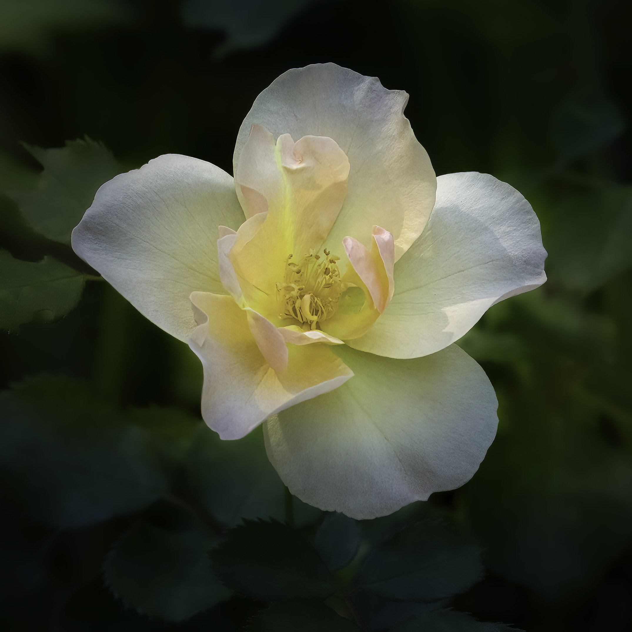 Rose by Jim Overfield
