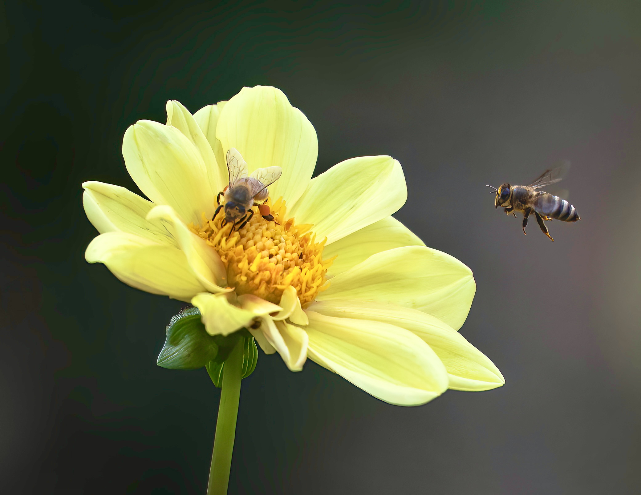 Blossom with bee