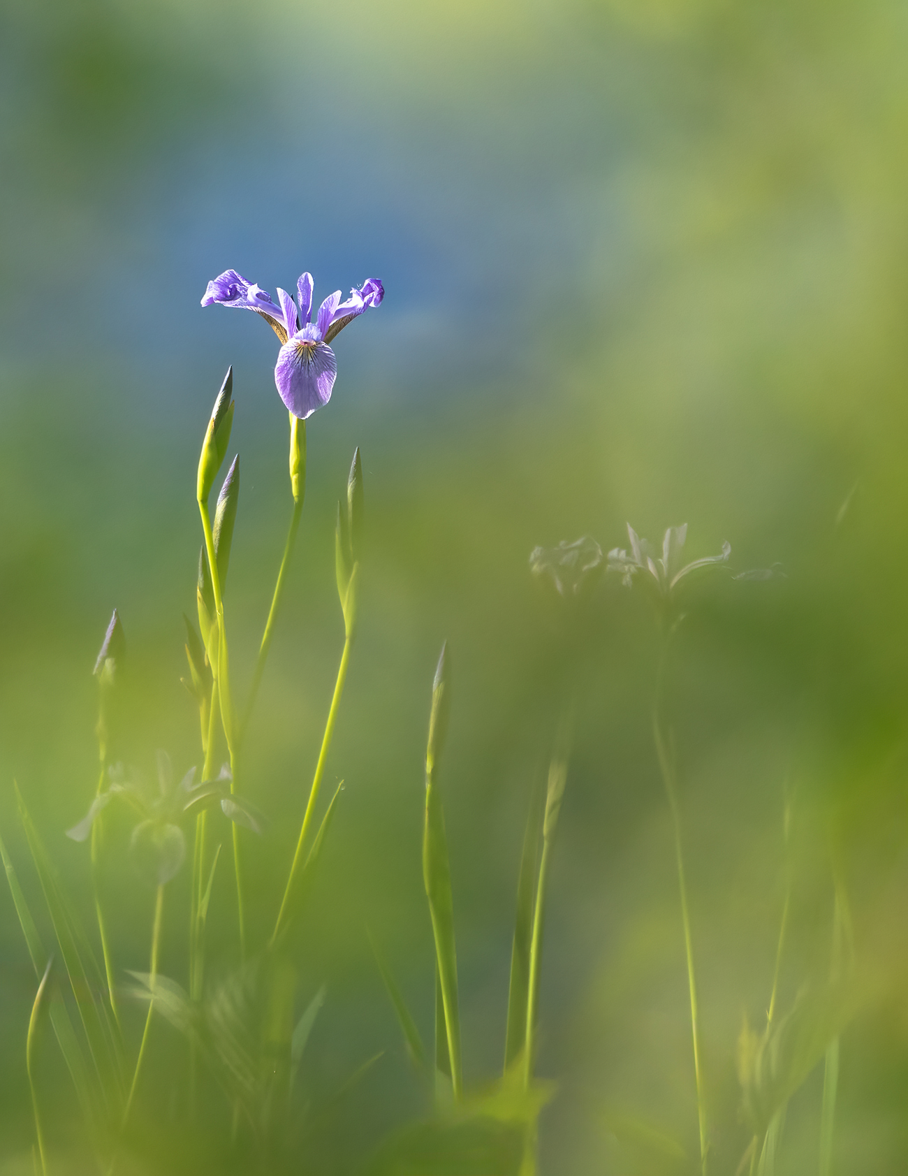 Blue Flag Iris by Jim Overfield