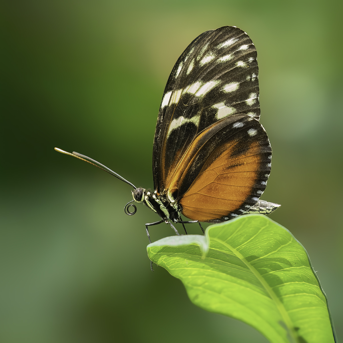 Butterfly conservatory by Jim Overfield