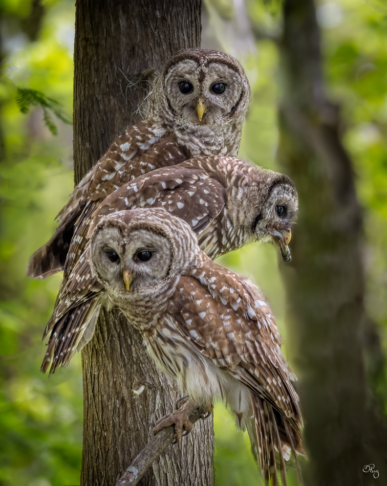 The Owl Family by Debbie Perez