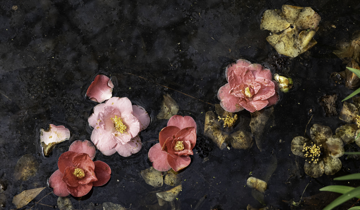 Fallen Blooms by Sylvia Williams