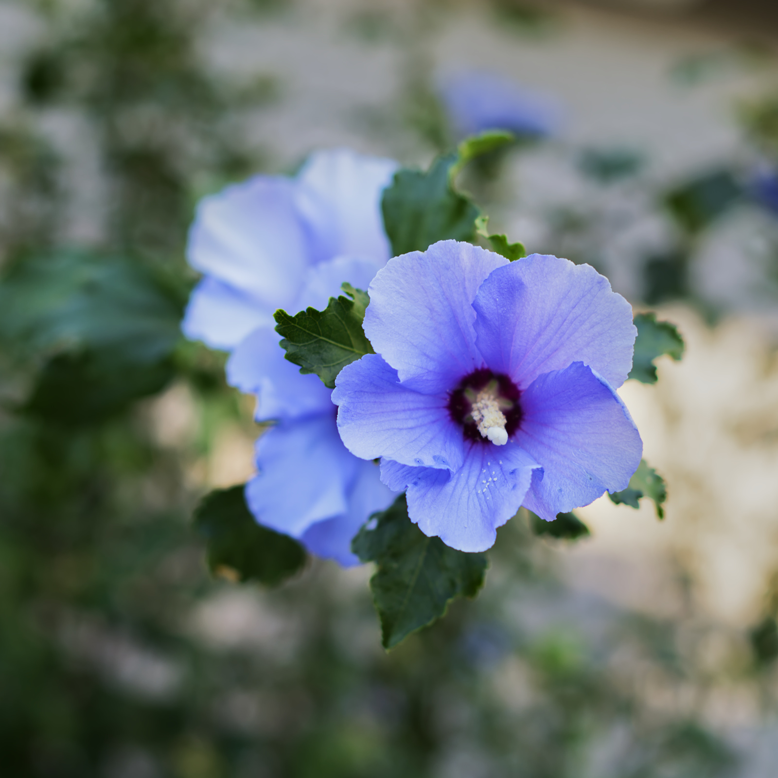 Flower by Randy Bell