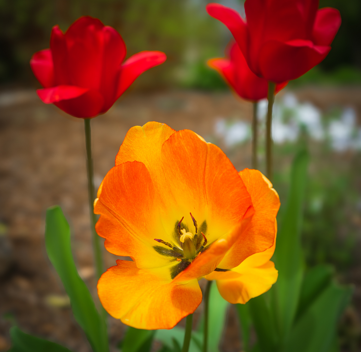 Fun with Color by Douglas Gerdts