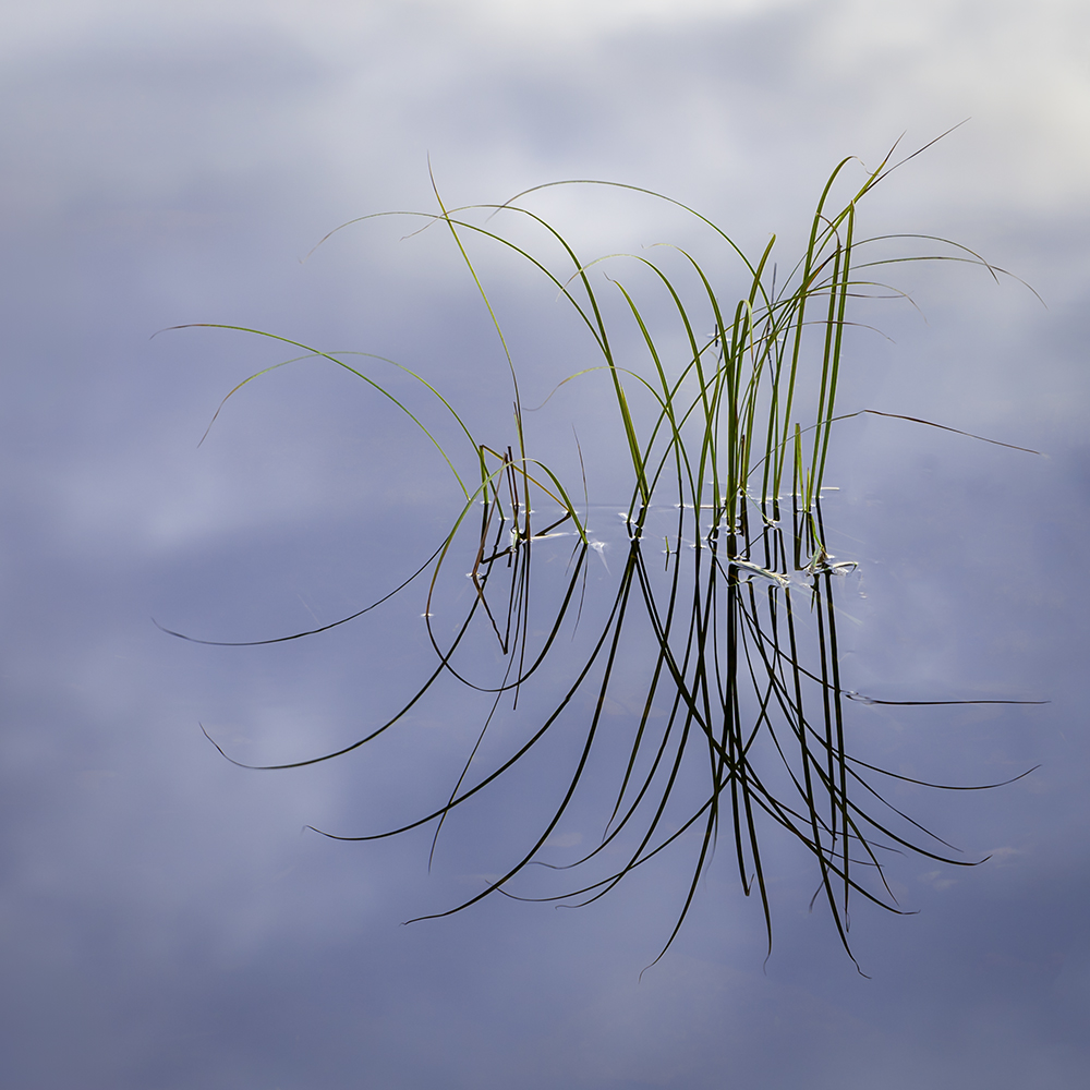 Grass at waters edge  by Jim Overfield