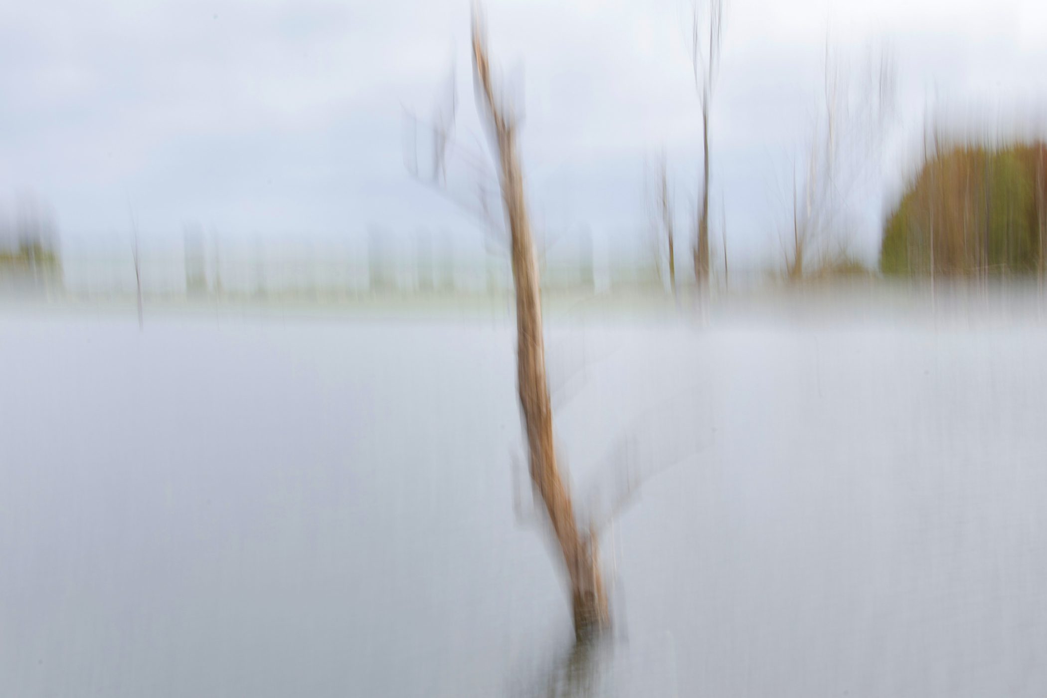 Lonely Tree by Sabine Nehls