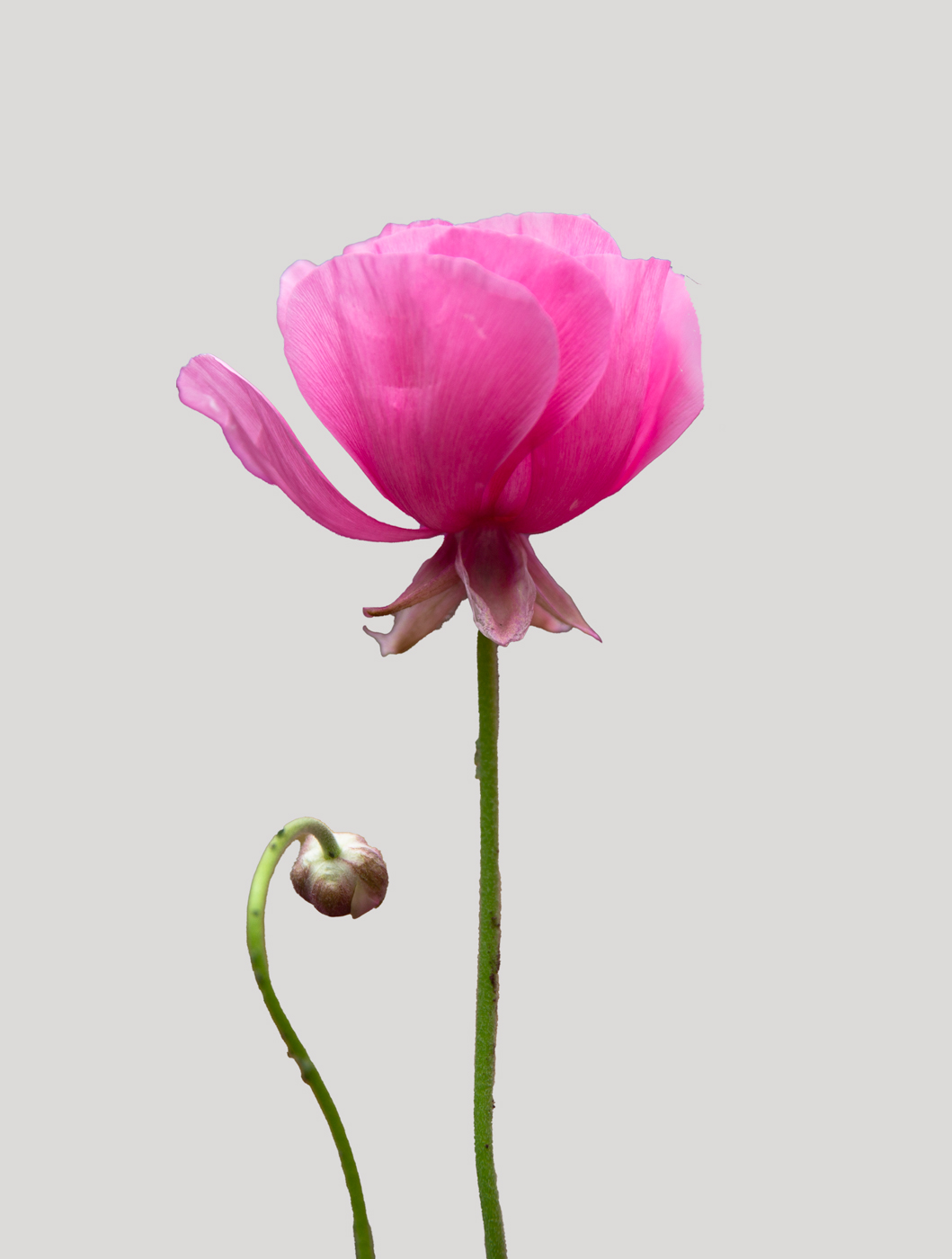 Pink Peony by Yvonne Cary Carter