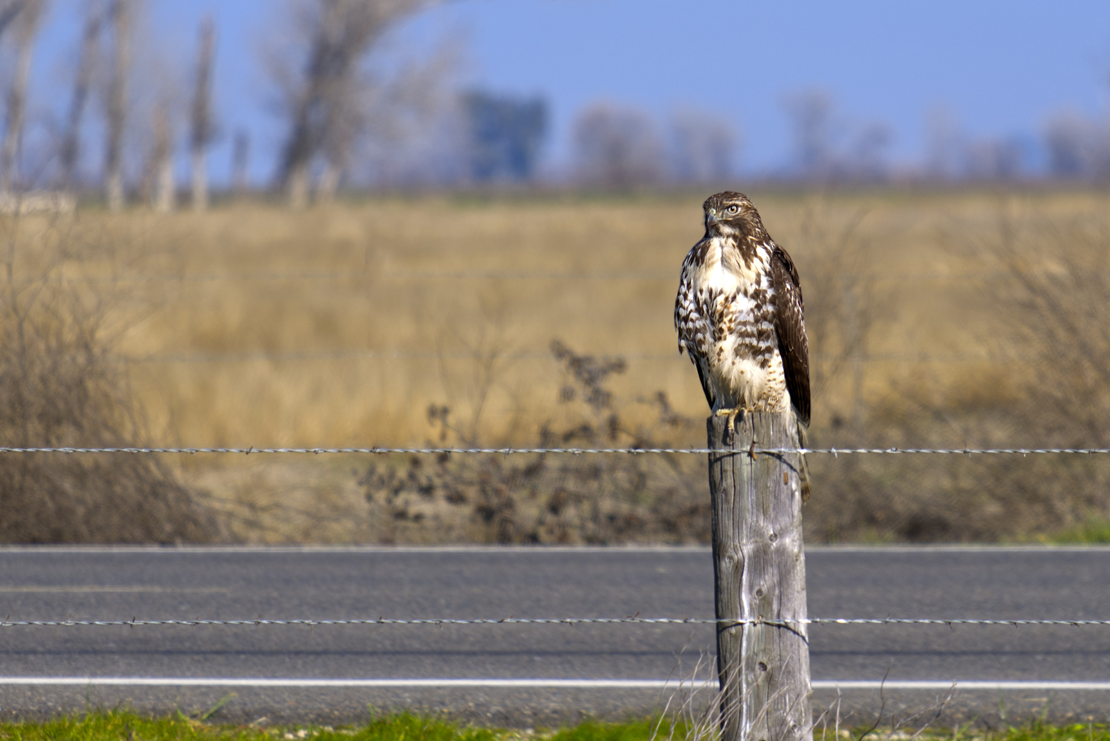 Red-tailed Hawk by Randy Bell