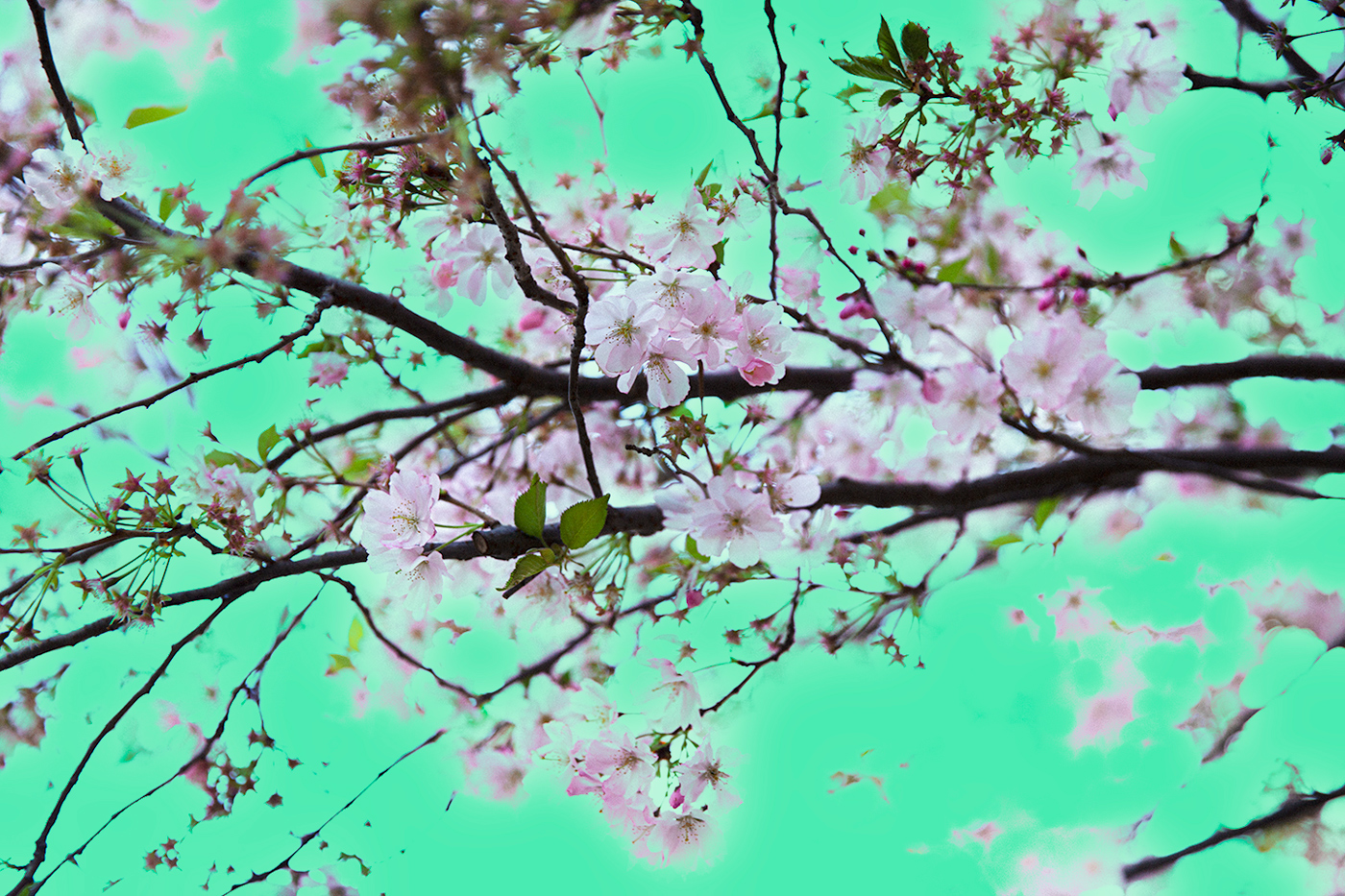 Sakura Haze by Yvonne Cary Carter