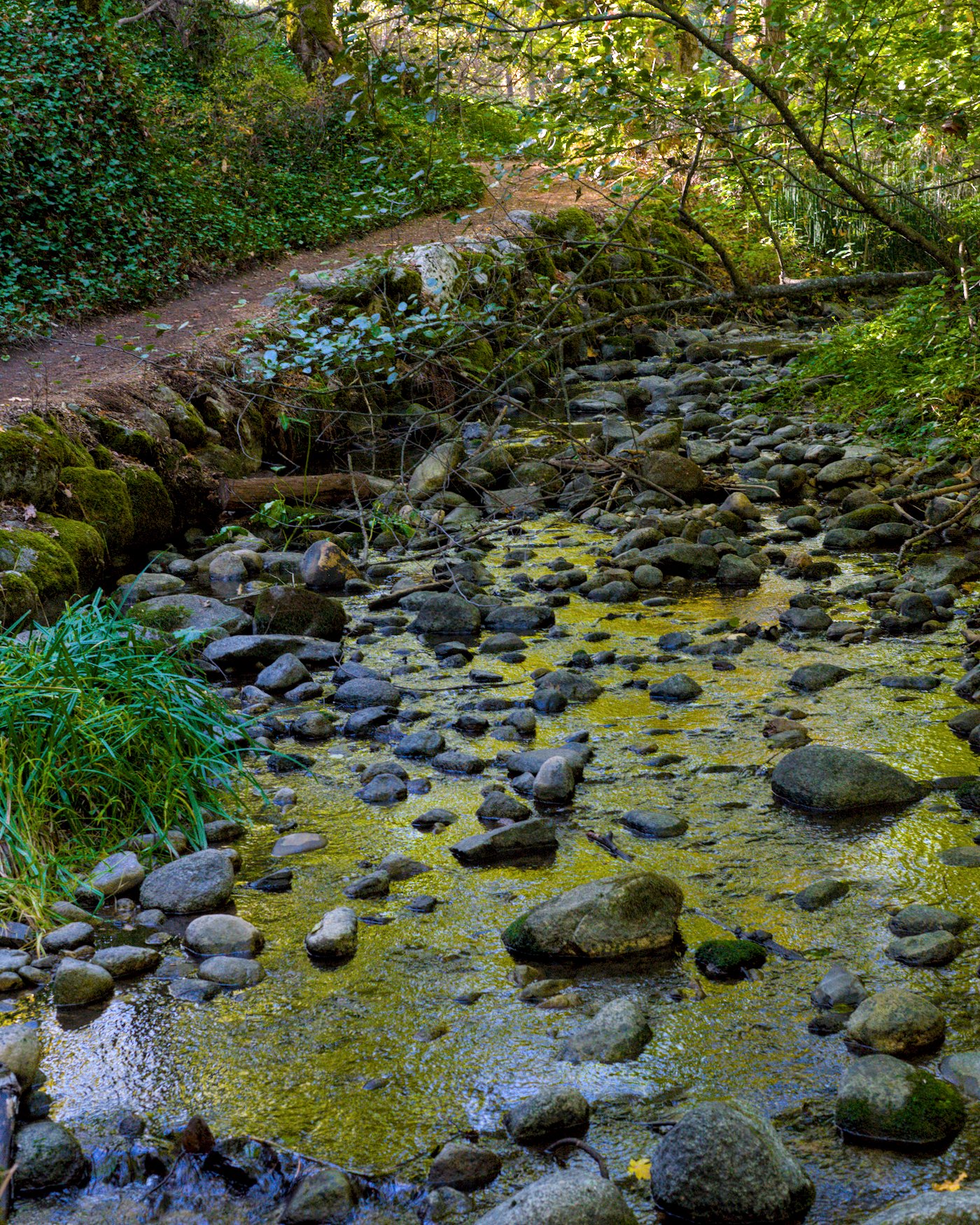 Tranquil pathway by Randy Bell