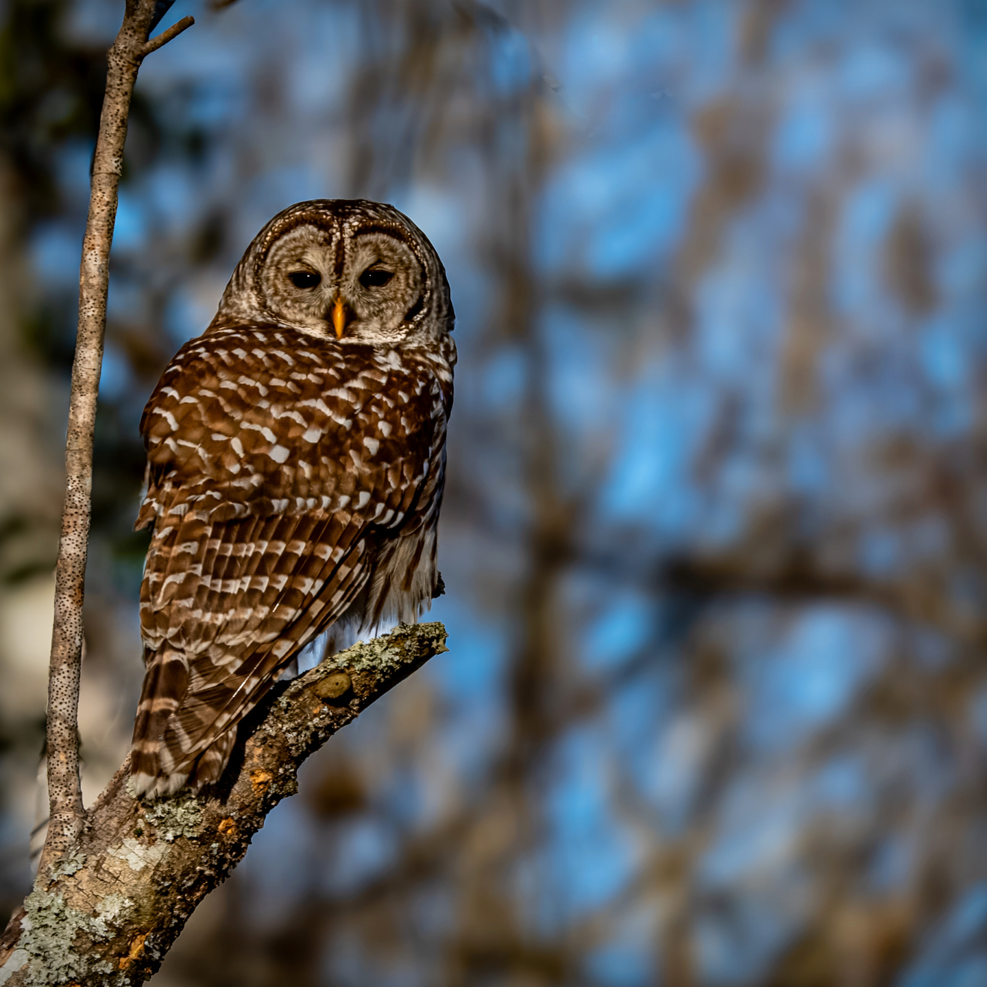 Posing owl by Sylvia Williams