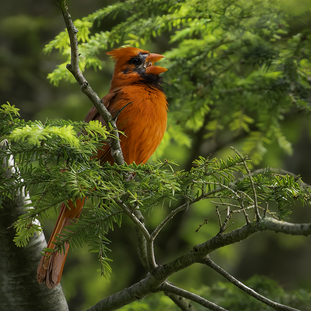 Cardinal by Jim Overfield