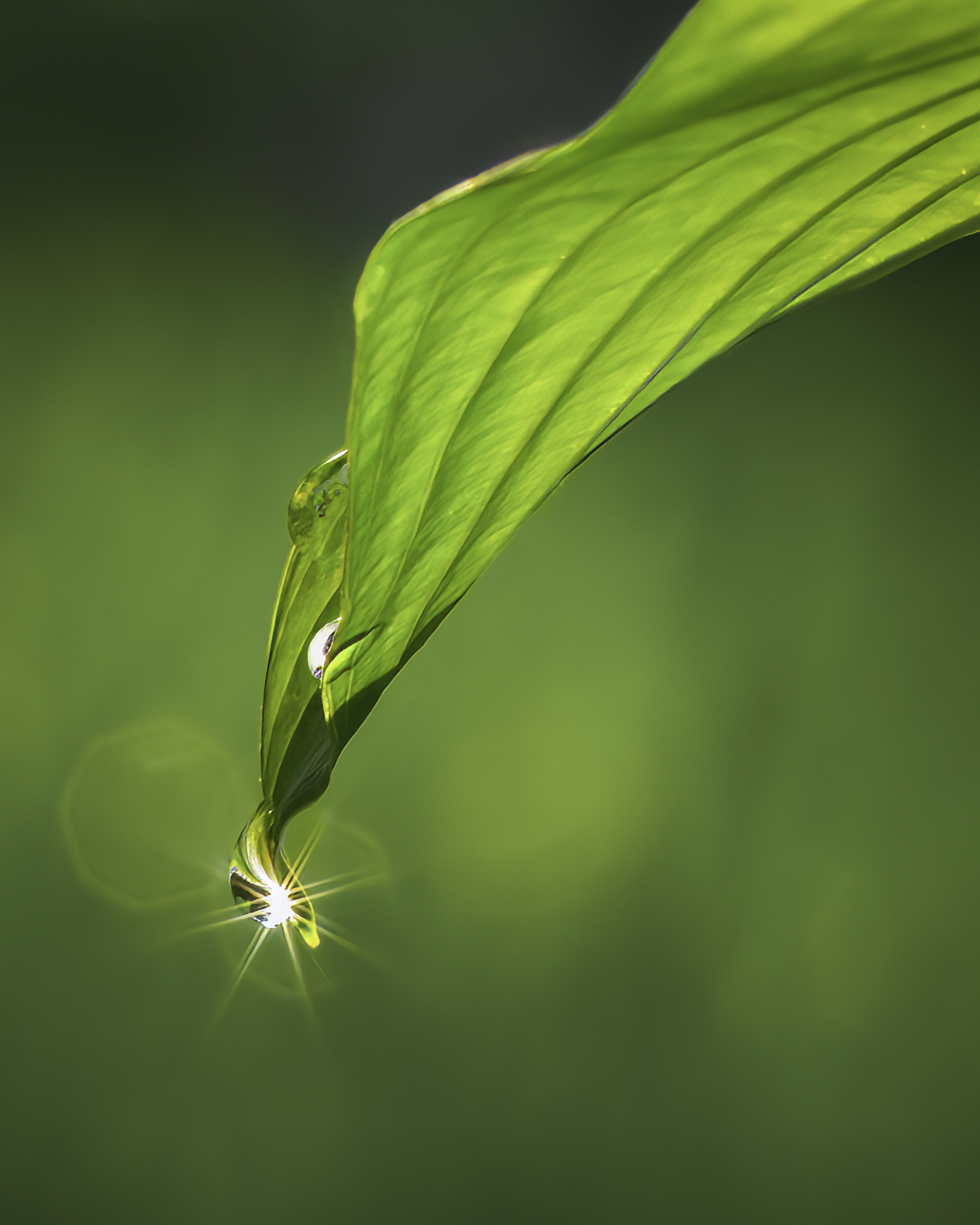 Dewdrops by Jim Overfield