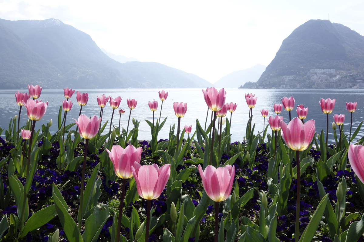 April 2026 - Sabine Nehls, QPSA, EFIAP