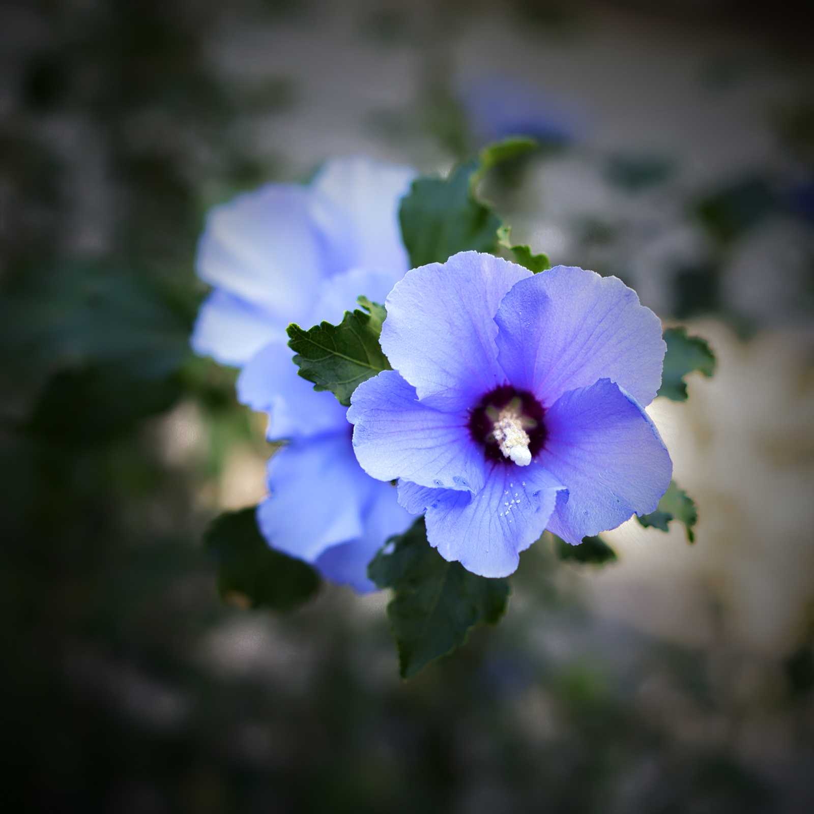 Comment Image