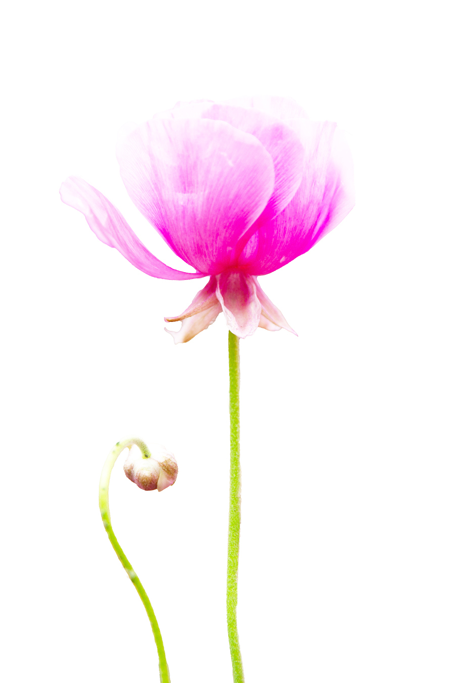 Comment Image