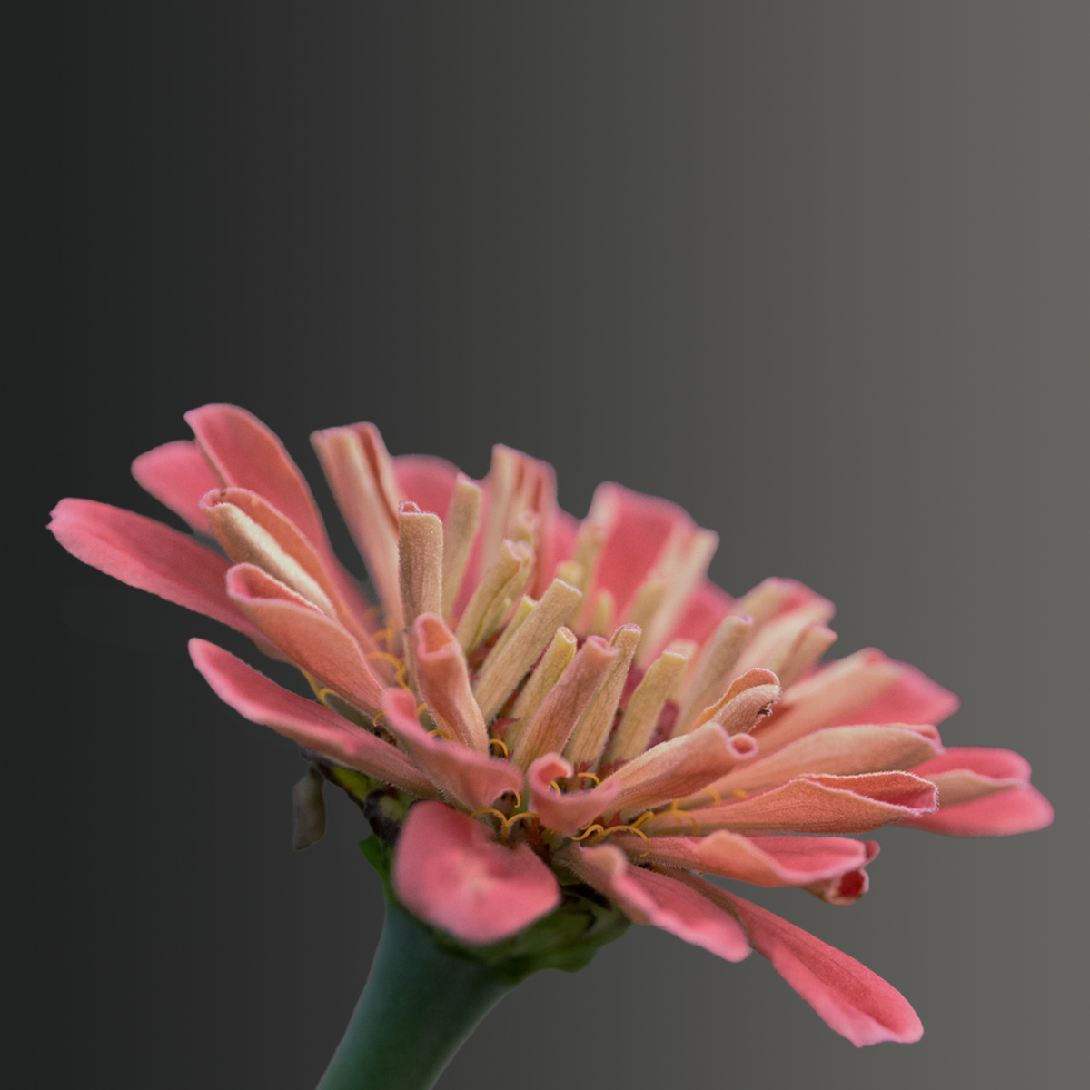 Comment Image