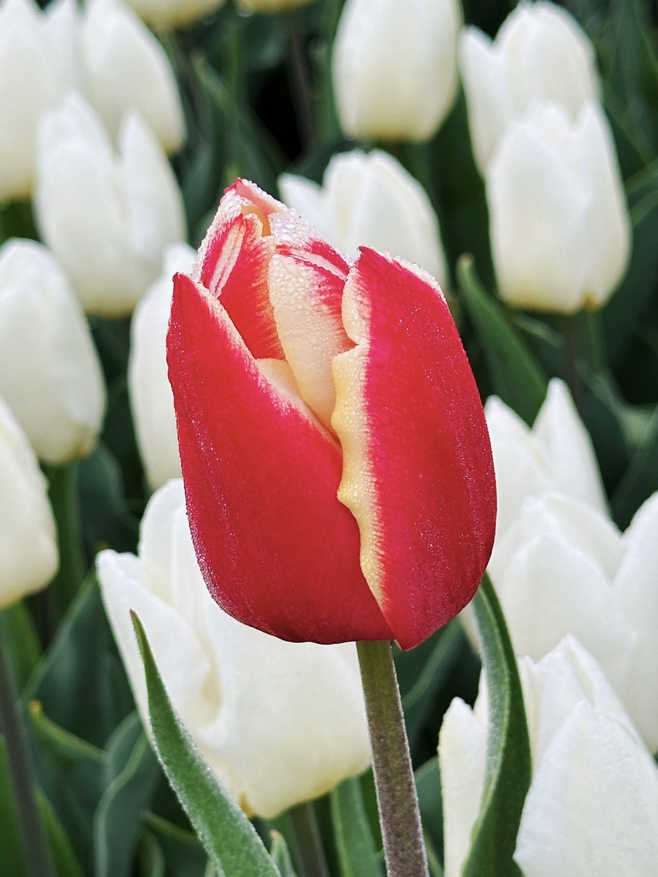 The Maverick by Linda Mui