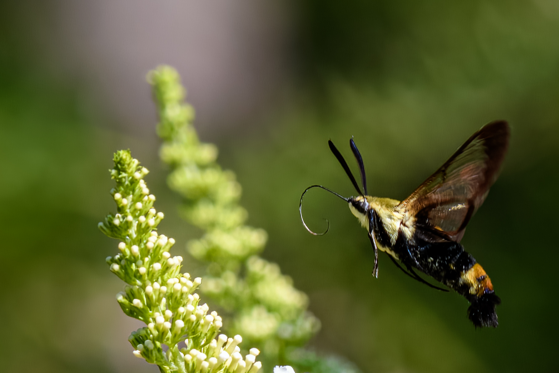 Hummingbird moth by Sylvia Williams