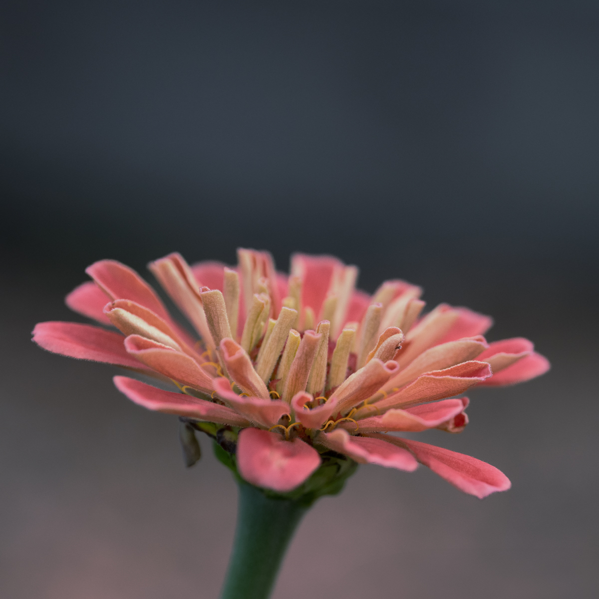 Summer blooms by Sylvia Williams