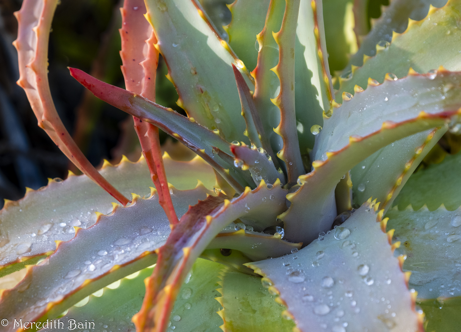 Aloe Aloe by Meredith Bain
