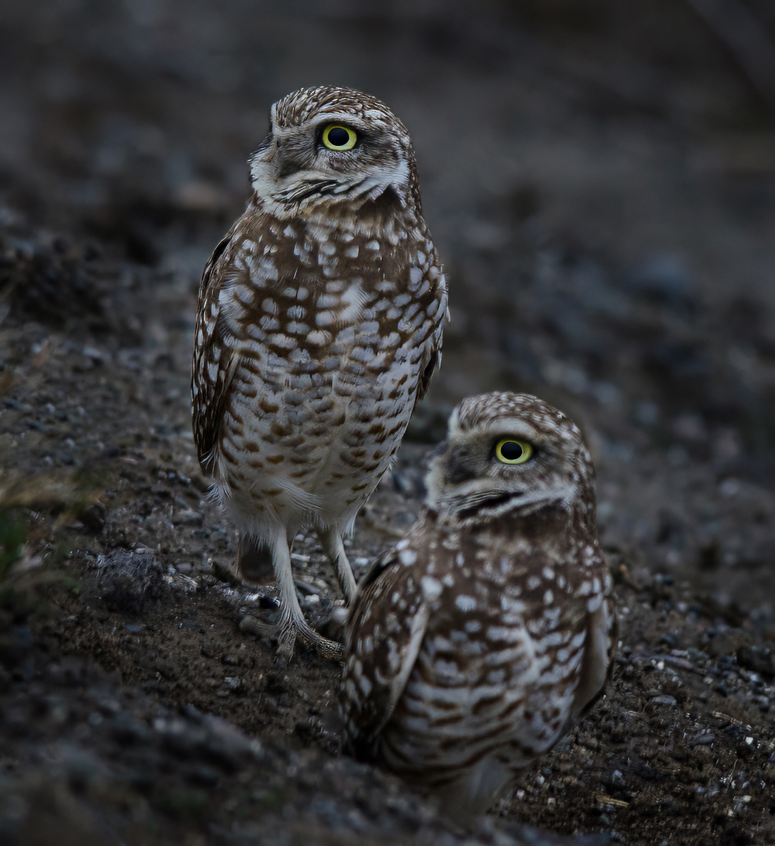 Burrowing Owls by Donna Sturla