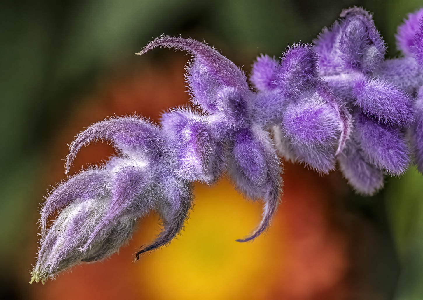 Color Contrast by Doug Wolters