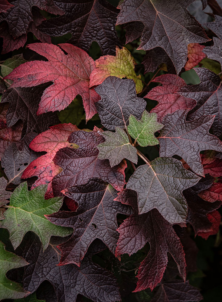 Colors of Fall by Mark Aksoy