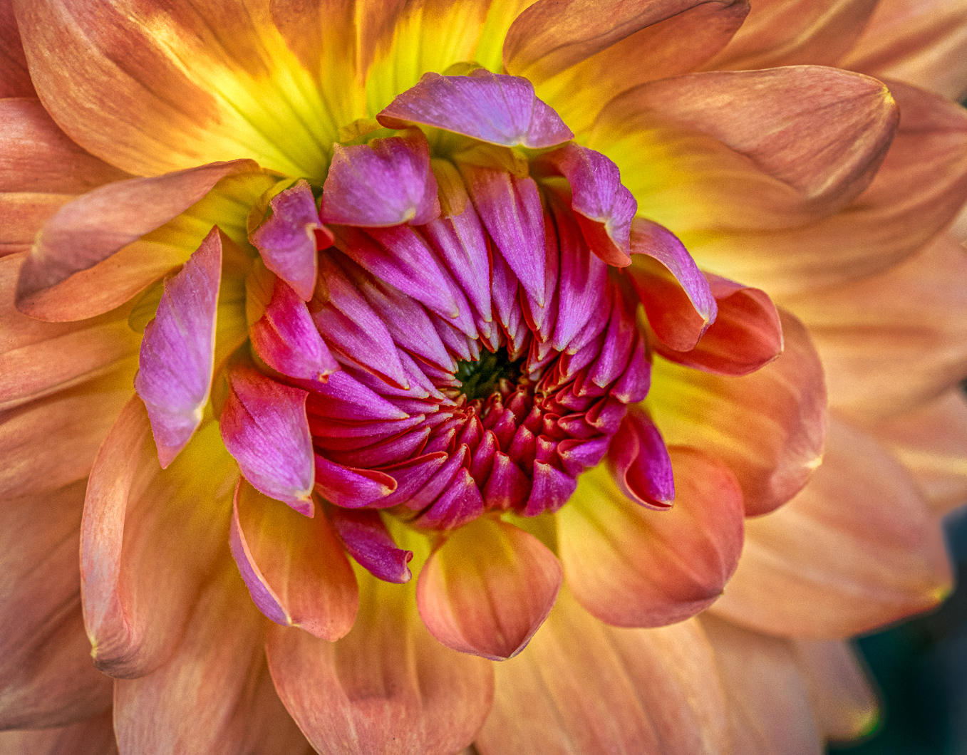 Dahlia and Dahlia AI by Doug Wolters