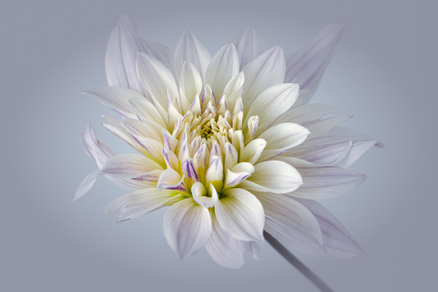 Dahlia  by Diana Duffey