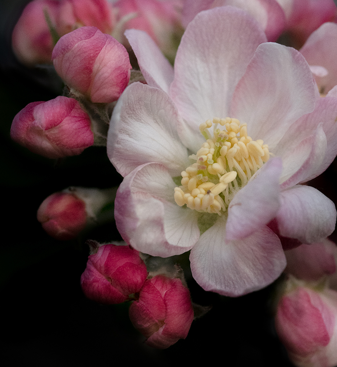 Spring Buds and Blossom by Donna Sturla