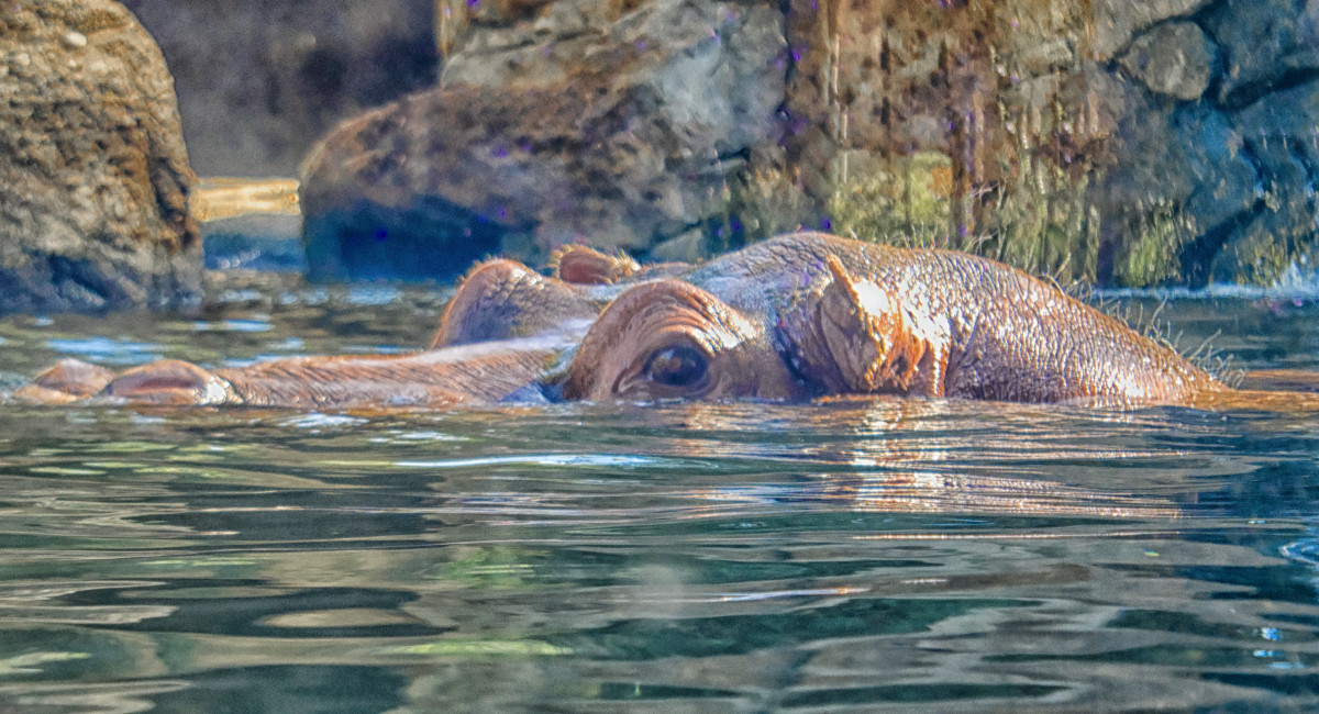 Hippo Eye by Peter Curcio