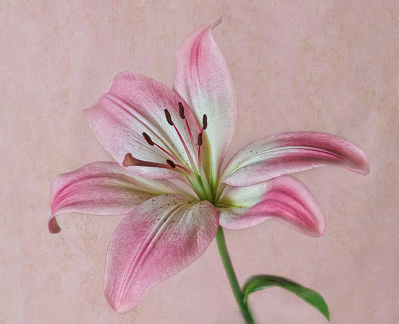 Lily by Donna Sturla