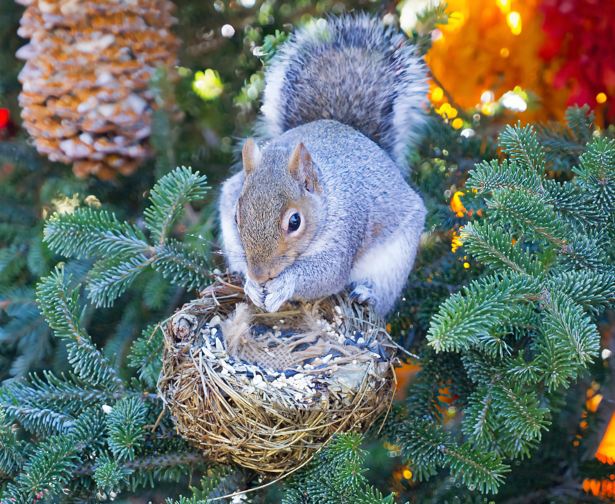 Longwood Squirrel by Peter Curcio