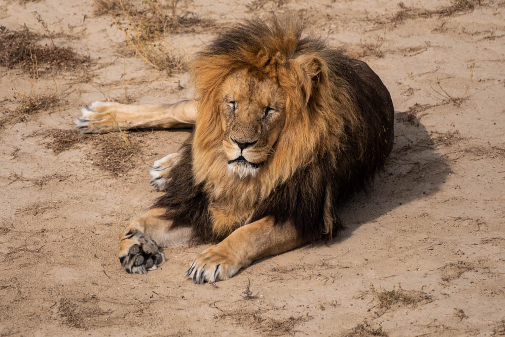 Male Lion by Rich Krebs