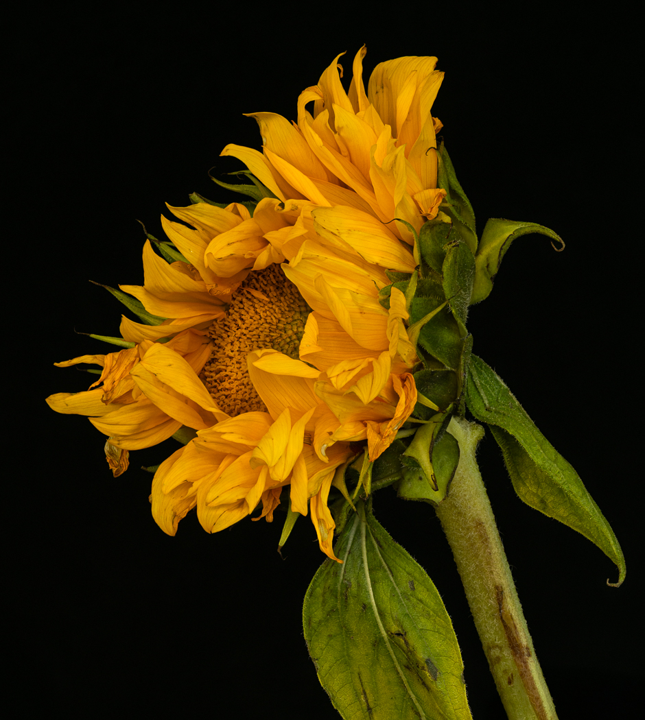 Mature Sunflower by Doug Wolters