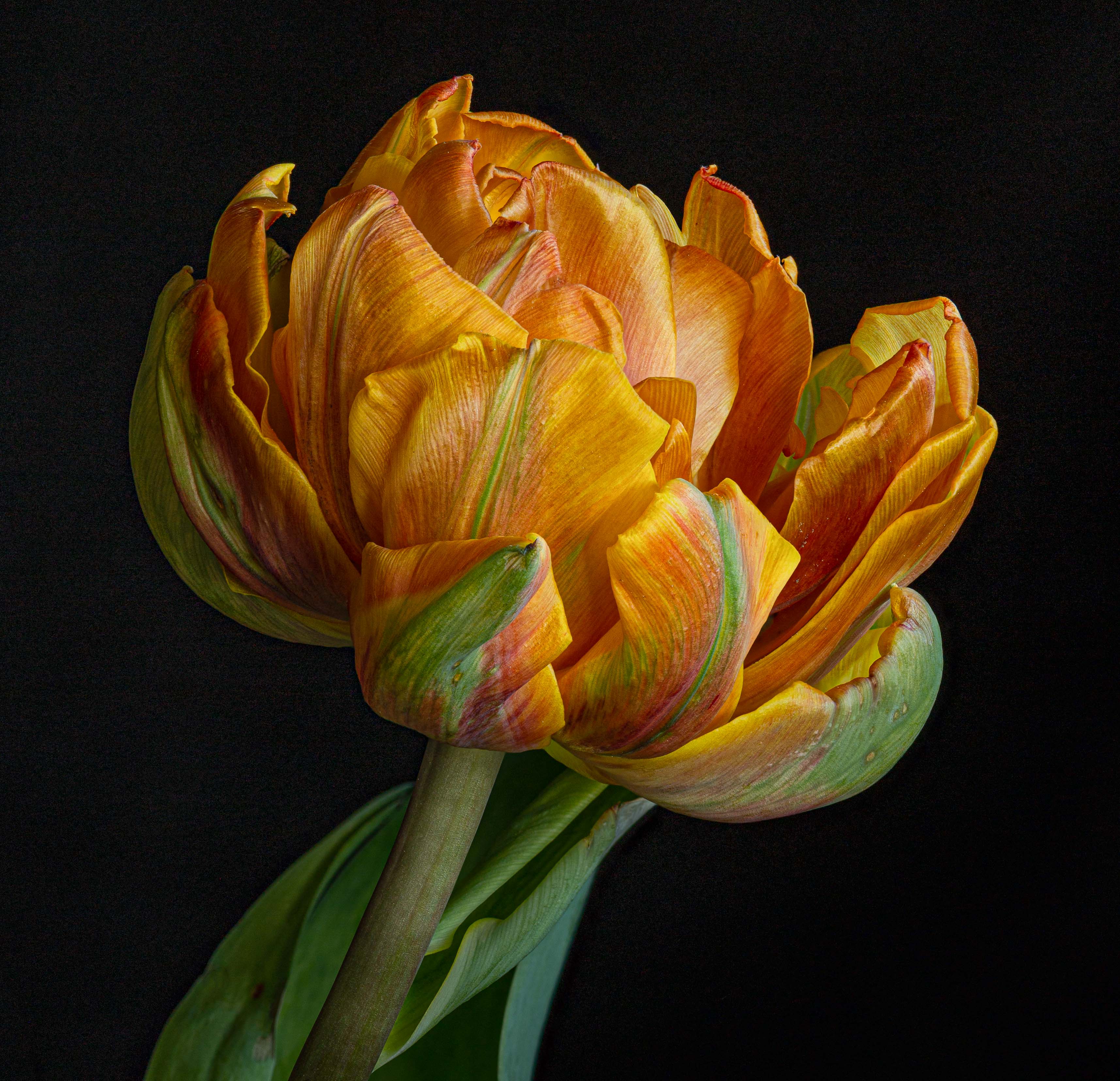 Mature Tulip by Doug Wolters