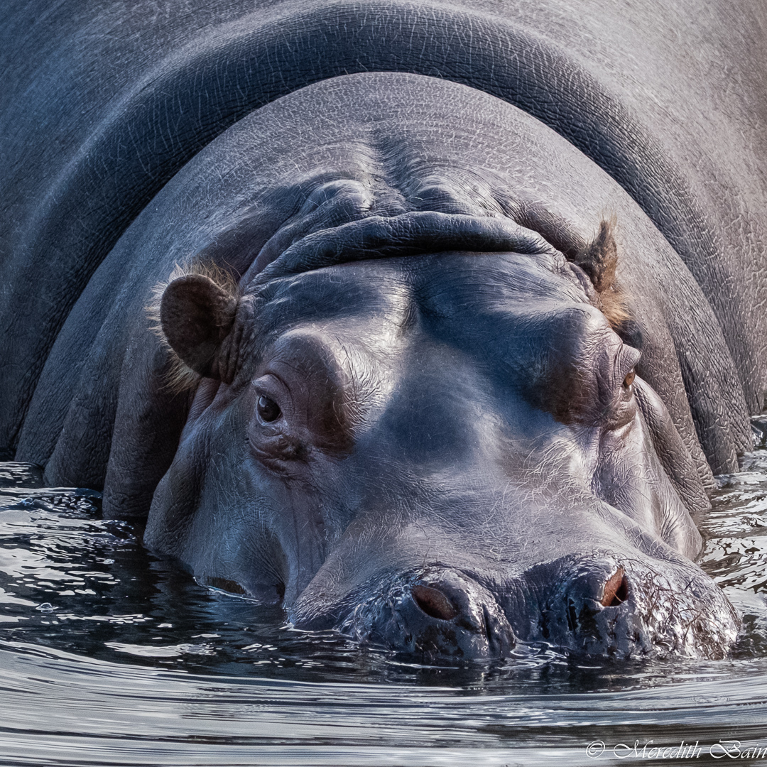 Nose In Next by Meredith Bain