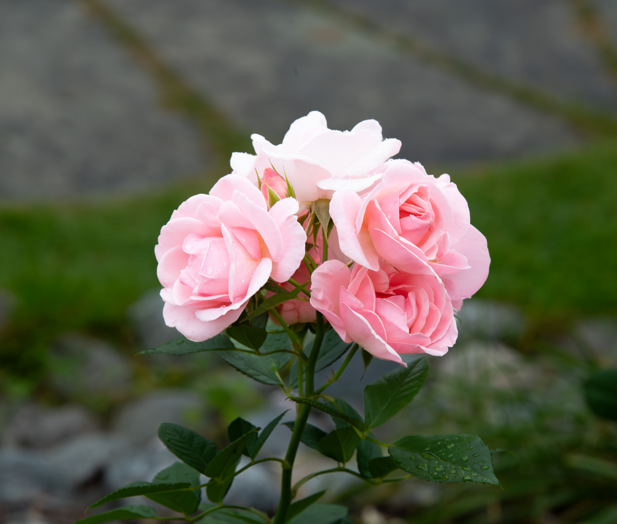 December 2025 - Bob Legg