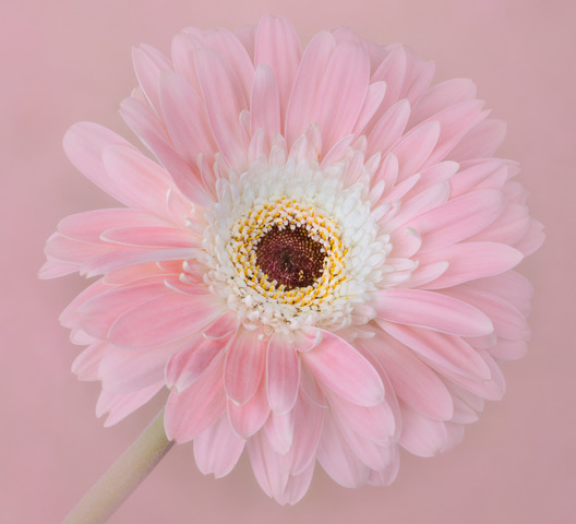 Pink Gerbera Daisy