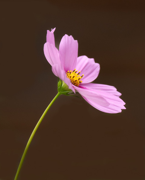Pink Cosmos by Diana Duffey