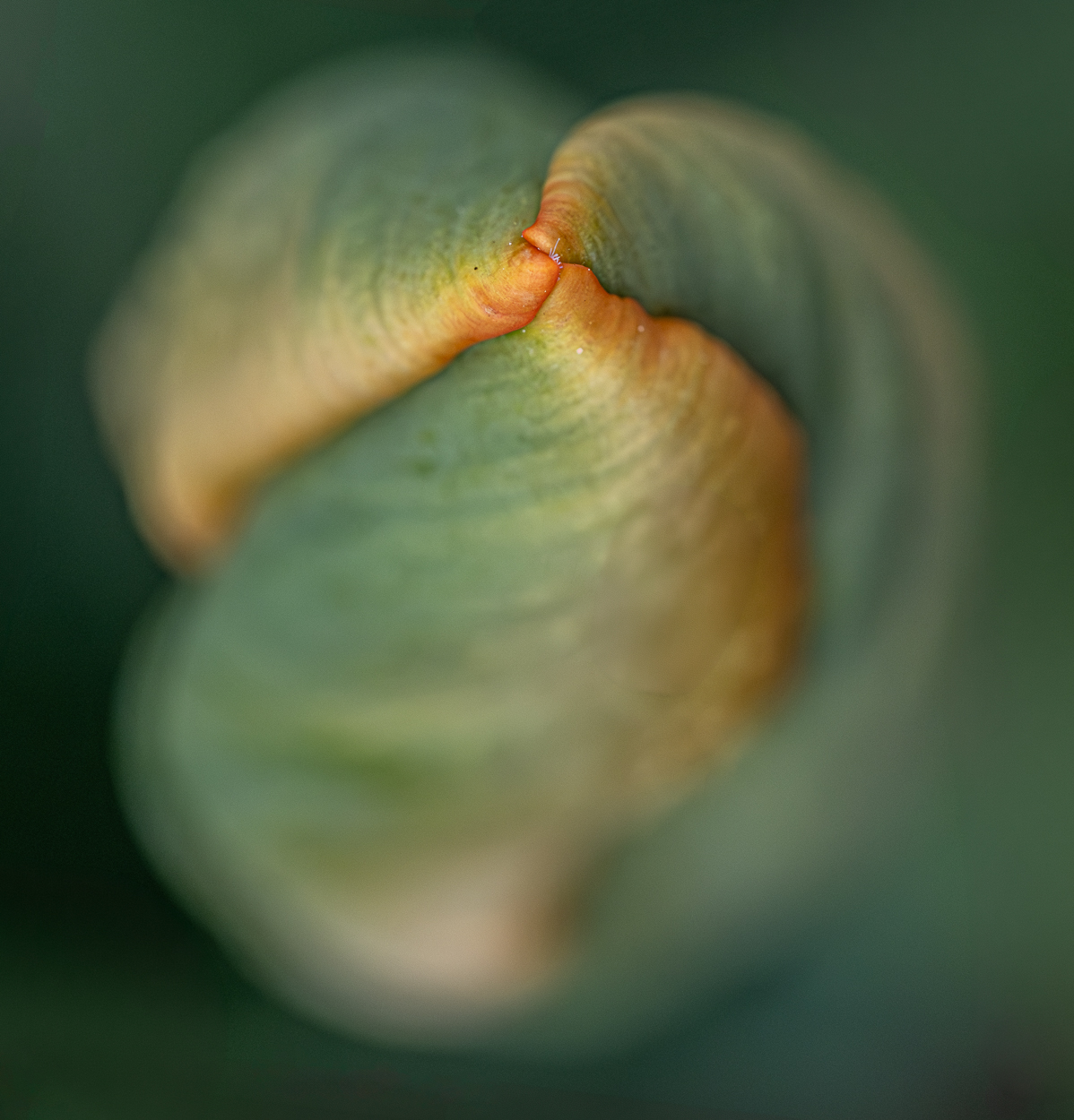 Spring Vortex by Doug Wolters