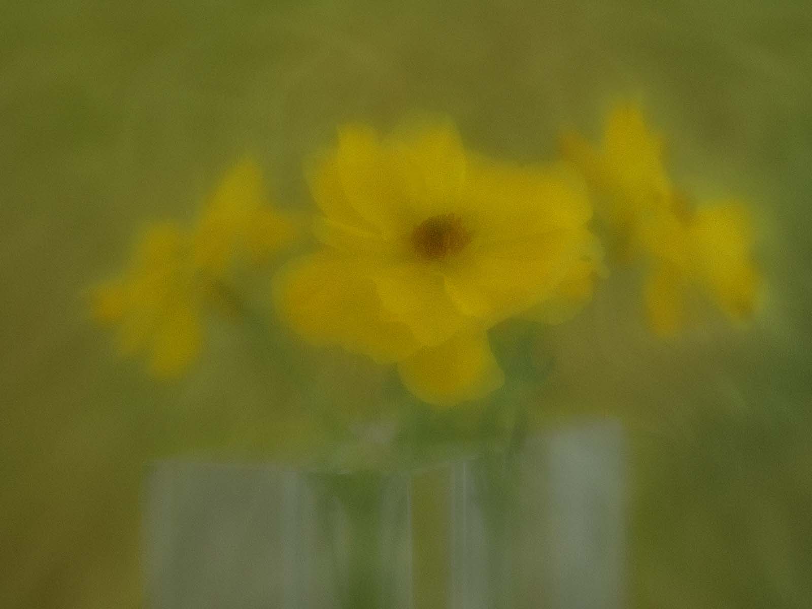 Painterly Ranunculus by Donna Sturla