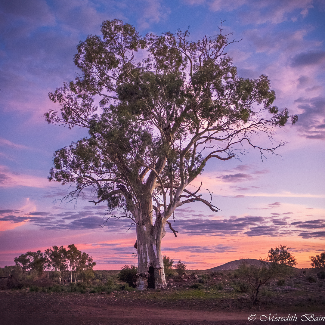 Tree in Morning Light by Meredith Bain