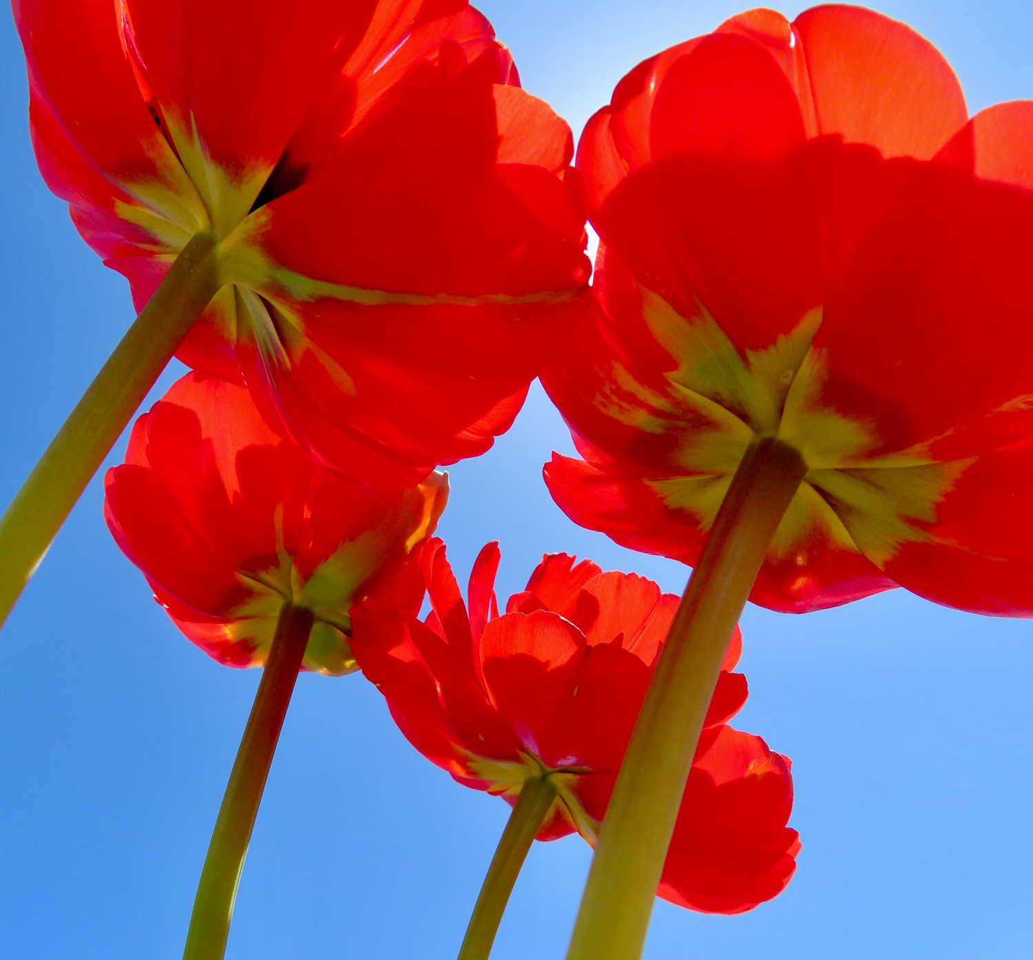 Tulip Canopy by Susan Ribeiro