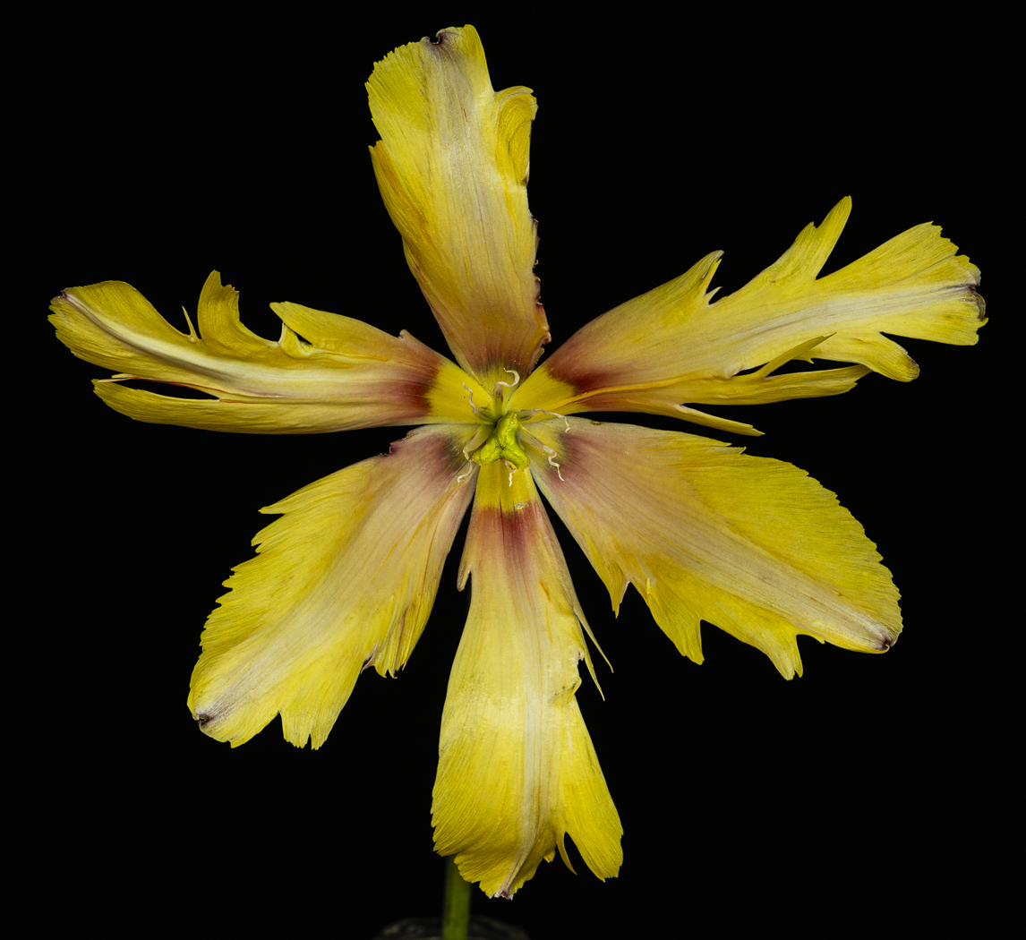 Tulip by Doug Wolters