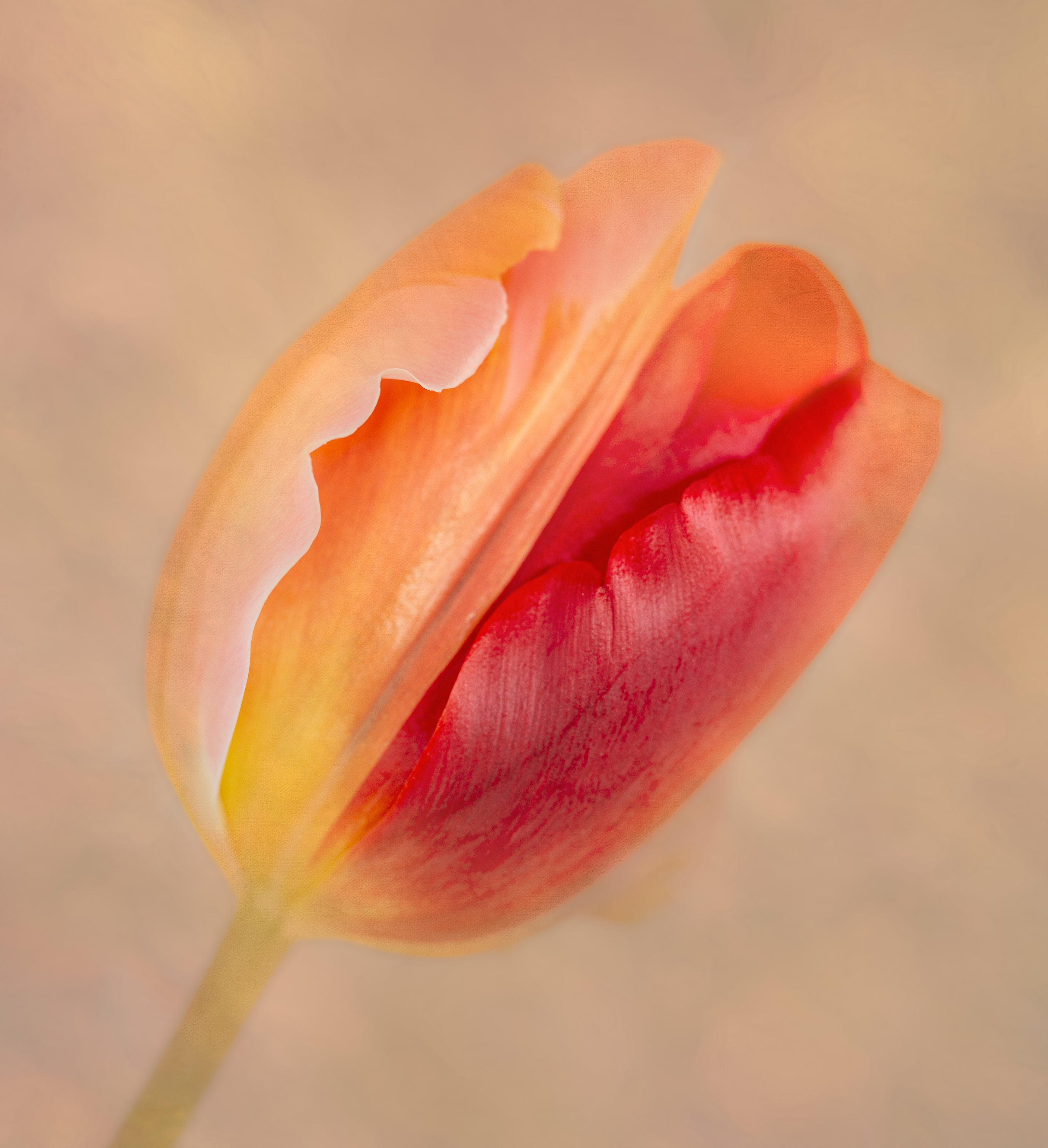 Tulip by Doug Wolters