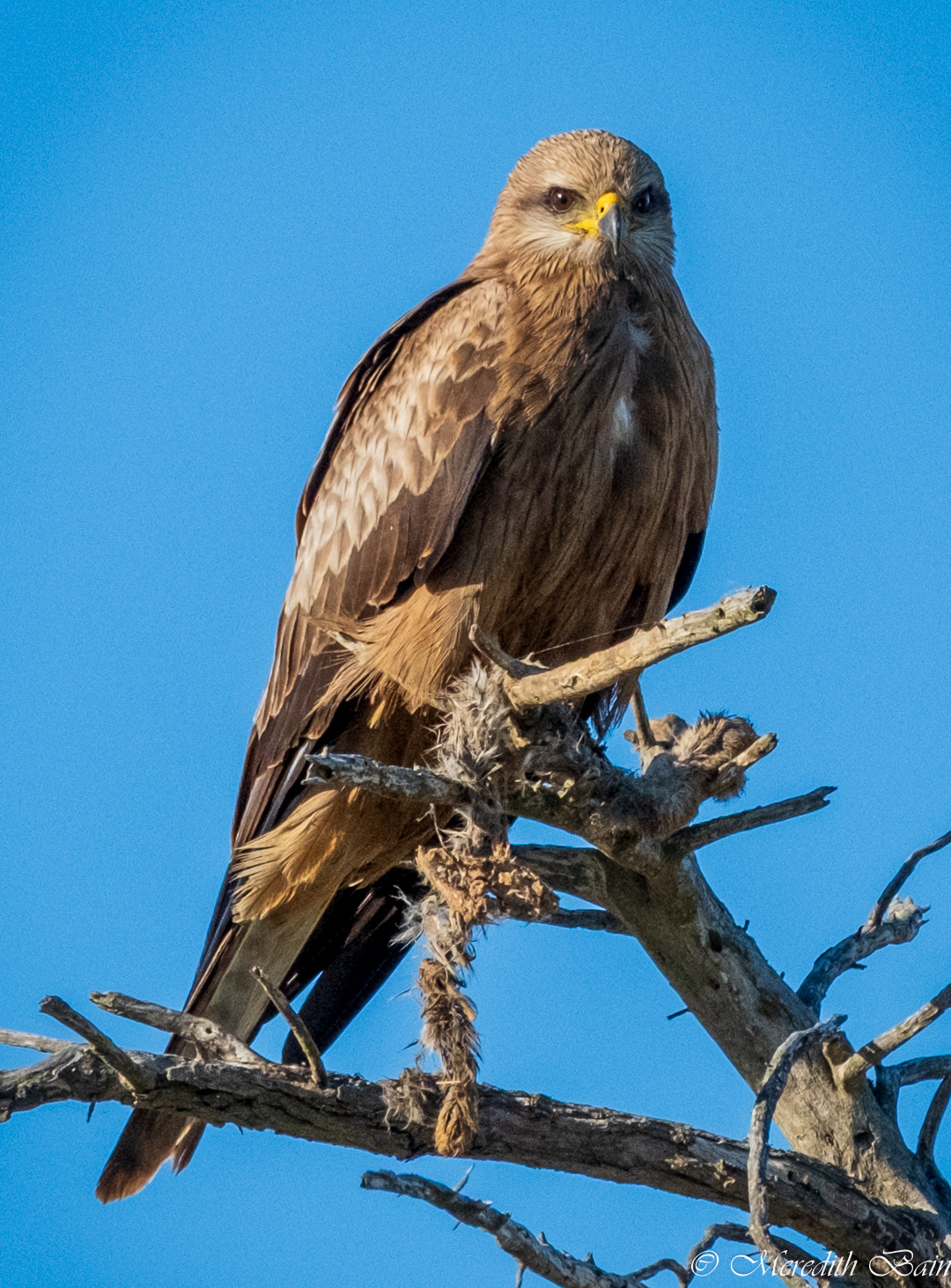 Whistling Kite by Meredith Bain