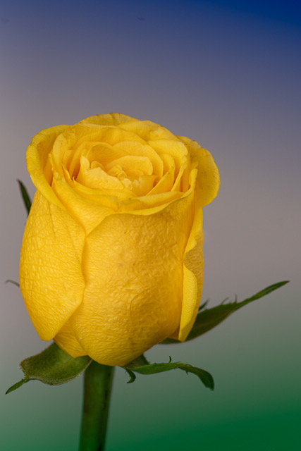 Yellow Rose by Diana Duffey